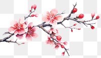 PNG Chinese plum blossom flower plant inflorescence