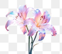 PNG Lily flower blossom petal