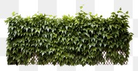 PNG  Green leaves fence plant hedge leaf. AI generated Image by rawpixel.