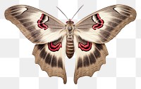 PNG  Moth butterfly animal insect. AI generated Image by rawpixel.