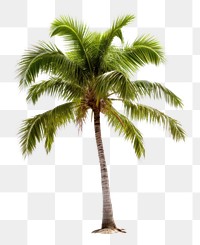PNG Beach tree plant white background. AI generated Image by rawpixel.