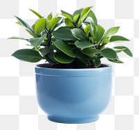 PNG  Plant pot leaf vase blue. AI generated Image by rawpixel.