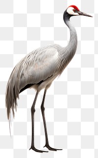 PNG Crane bird animal white background. AI generated Image by rawpixel.