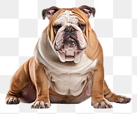 PNG  Dog bulldog animal mammal. AI generated Image by rawpixel.