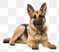 PNG  Dog mammal animal pet. AI generated Image by rawpixel.