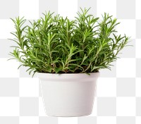 PNG  Rosemary plant flower herbs. AI generated Image by rawpixel.