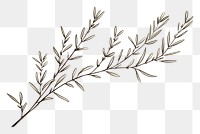 PNG  Rosemary drawing sketch plant. AI generated Image by rawpixel.