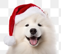 PNG Dog christmas samoyed mammal. AI generated Image by rawpixel.