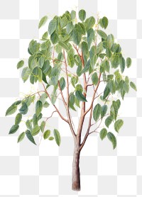 PNG eucalyptus tree, plant element, transparent background