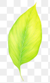 PNG green leaf, plant element, transparent background