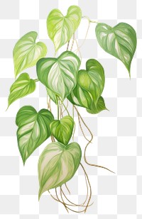 PNG pothos plant, plants watercolor element, transparent background