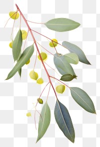 PNG leaf branch, plant element, transparent background