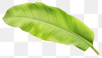 PNG banana leaf, plant element, transparent background