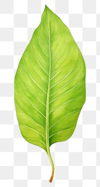 PNG green leaf, plant element, transparent background