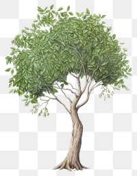 PNG sage tree, plant element, transparent background