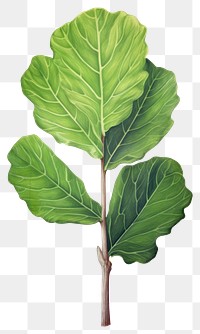 PNG fiddle fig leaf, plant element, transparent background