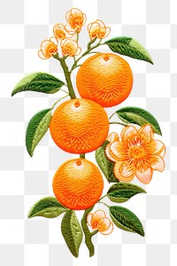PNG Cute orange grapefruit plant food. AI generated Image by rawpixel.