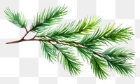 PNG Pine branch tree pine plant. AI generated Image by rawpixel.