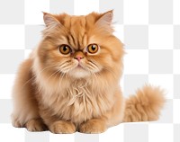PNG  Persian cat mammal animal kitten. AI generated Image by rawpixel.