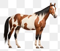 PNG American paint horse stallion animal mammal. 