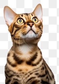 PNG  Cat portrait animal mammal. AI generated Image by rawpixel.