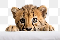 PNG Cheetah tiger wildlife leopard animal. AI generated Image by rawpixel.
