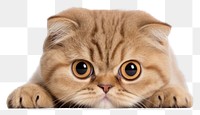 PNG Scottish Fold Cat peeking mammal animal. AI generated Image by rawpixel.