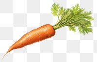 PNG Vintage Carrot carrot vegetable. 