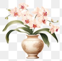 PNG Orchid vintage flower plant. AI generated Image by rawpixel.