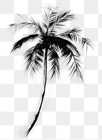 PNG Palm tree drawing nature plant. AI generated Image by rawpixel.