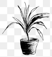 PNG Houseplant drawing sketch black. AI generated Image by rawpixel.