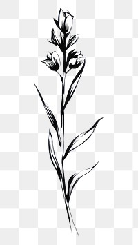 PNG Lavender flower drawing sketch plant. AI generated Image by rawpixel.