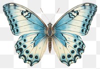 PNG  Butterfly flying drawing animal insect