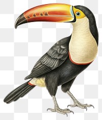 PNG  Toucan animal sketch bird