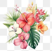 PNG  Tropical flowers hibiscus plant white background