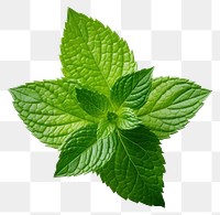 PNG Mint leaf plant herbs white background