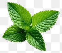 PNG Mint leaf plant herbs white background. 