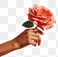 PNG Hand holding a rose flower finger petal. AI generated Image by rawpixel.