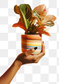 PNG Hand holding plant pot pottery adult vase. AI generated Image by rawpixel.
