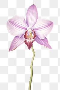 PNG  Orchid flower plant white background inflorescence