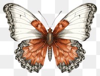 PNG Butterfly drawing animal insect.