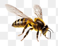 PNG  Bee animal insect hornet