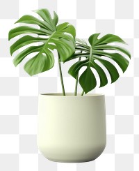 PNG  Monstera plant vase leaf. AI generated Image by rawpixel.