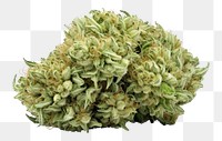 PNG  Cannabis bud plant leaf. AI generated Image by rawpixel.