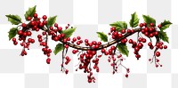 PNG  Christmas cherry plant fruit
