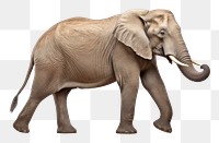 PNG Animal elephant wildlife mammal. AI generated Image by rawpixel.