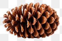 PNG Christmas pinecone plant tree white background. AI generated Image by rawpixel.