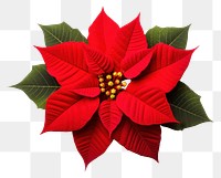 PNG Christmas Poinsettias flower petal plant