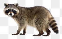 PNG Animal raccoon mammal white background. AI generated Image by rawpixel.