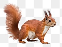 PNG Animal squirrel mammal rodent. AI generated Image by rawpixel.
